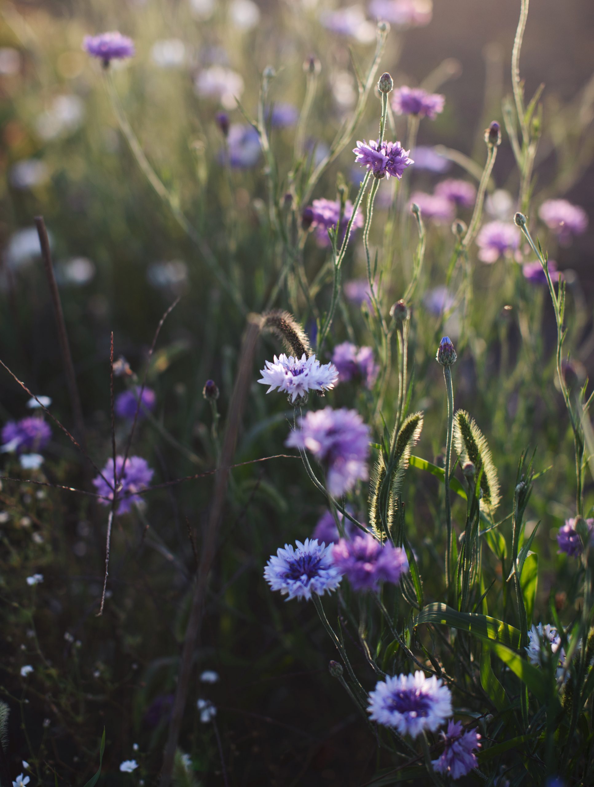 From My Garden Week 26, 2021 My New Roots Grow