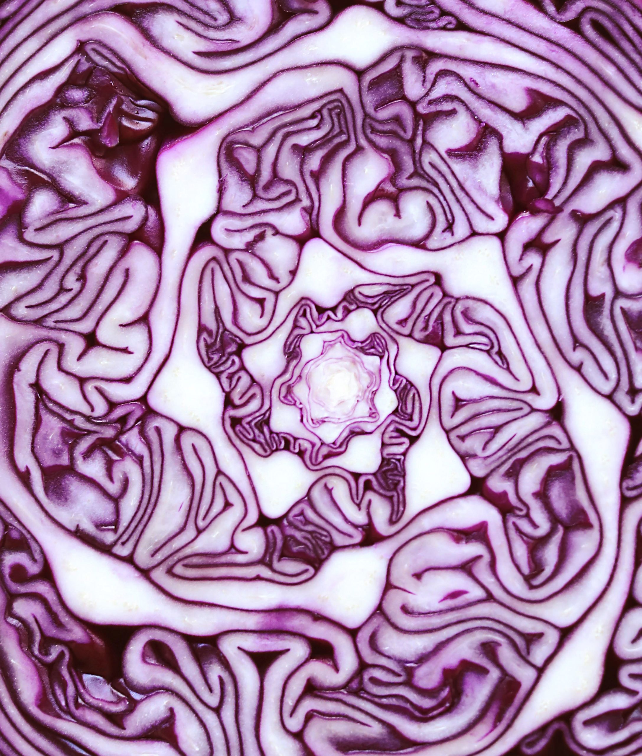 redcabbage2